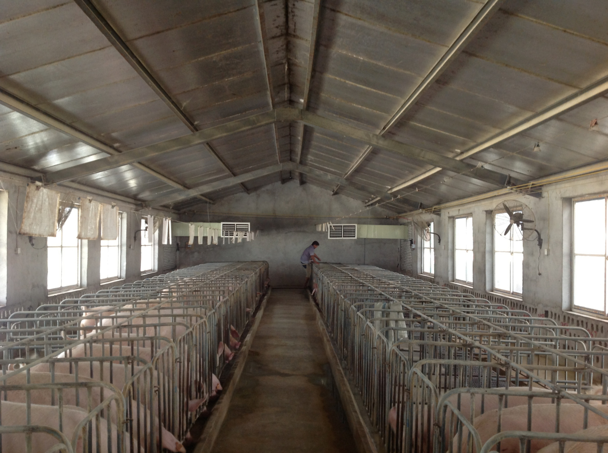 養殖場除味（wèi）通風降溫解決方案 雞（jī）舍降溫 豬舍降溫 牛棚降溫