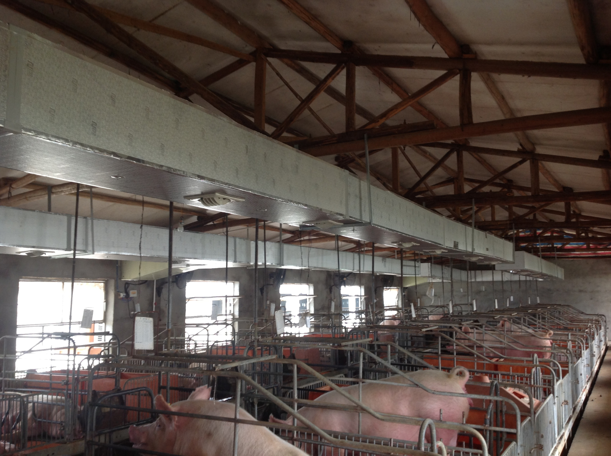 養殖場除味通風降溫解決（jué）方案 雞舍降溫 豬舍降溫 牛棚降溫