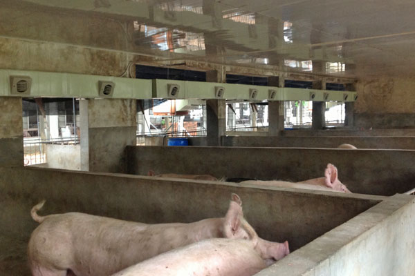 養(yǎng)豬場通風降溫 養豬場通風降溫