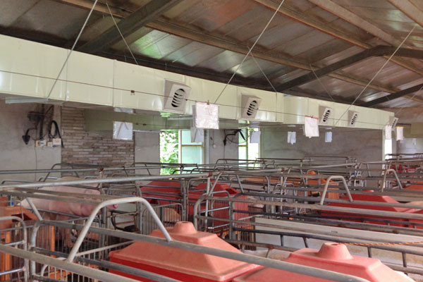 養豬場(chǎng)通(tōng)風降溫 養豬(zhū)場通風降(jiàng)溫